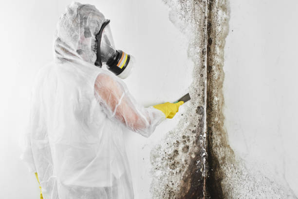 Best Same-Day Mold Removal  in York, AL
