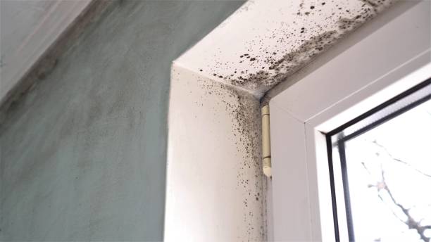 Best Emergency Mold Removal  in York, AL