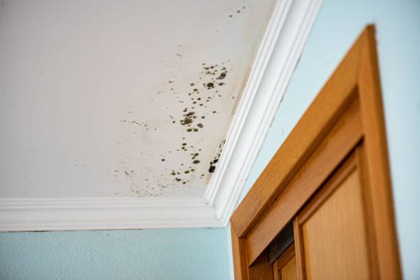 Best Fast Mold Removal  in York, AL