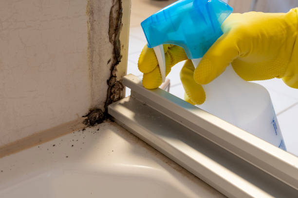 Best Best Mold Removal Companies  in York, AL