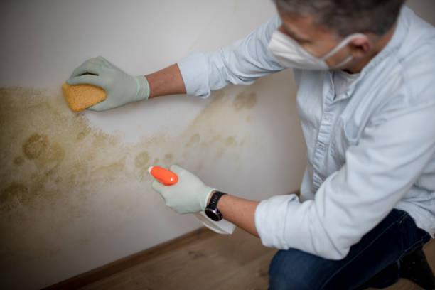 Best Commercial Mold Removal  in York, AL