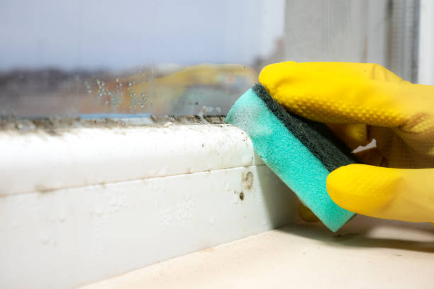 Best Certified Mold Removal  in York, AL
