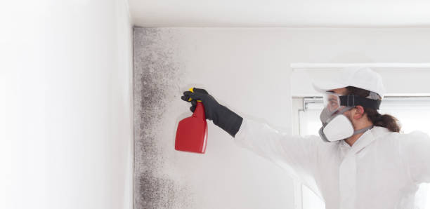  York, AL Mold Removal Pros