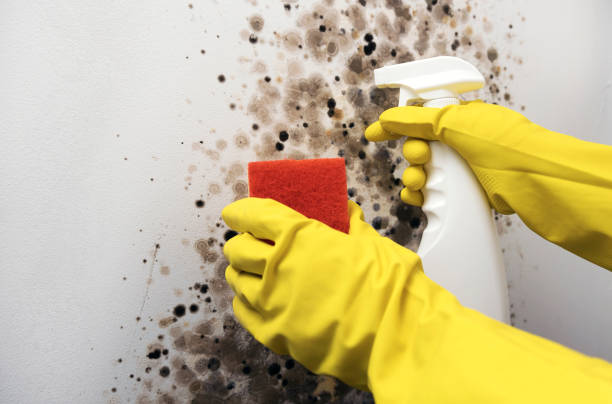 Trusted York, AL Mold Removal Experts