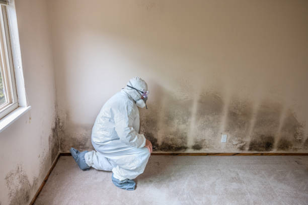 Best Crawl Space Mold Removal  in York, AL