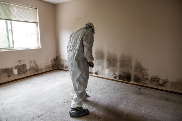 Best Fast Mold Removal  in York, AL