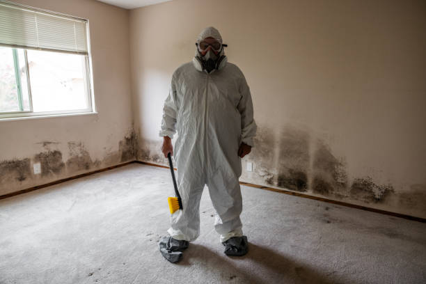 Mold Removal and Inspection in York, AL