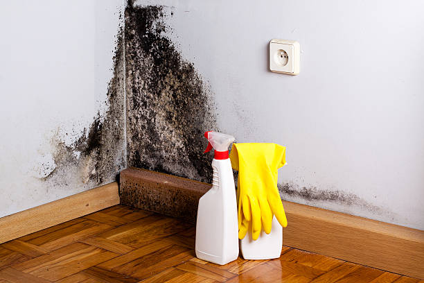 Best Home Mold Removal  in York, AL