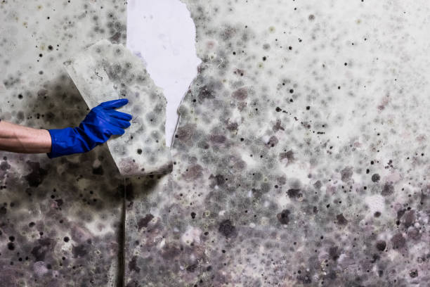 Crawl Space Mold Removal in York, AL