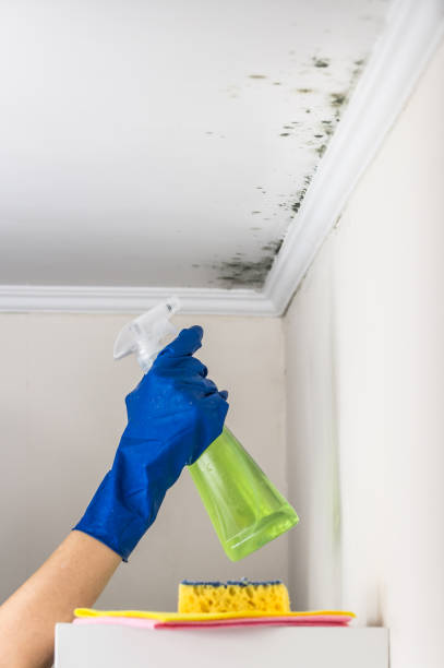 Best Emergency Mold Removal  in York, AL